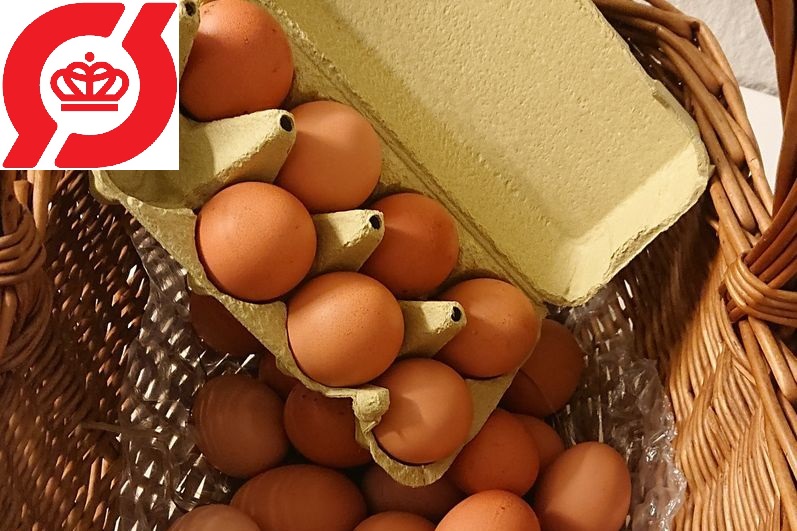 Økologiske æg hos Vivis Pryd, lagt af vores egne høns.